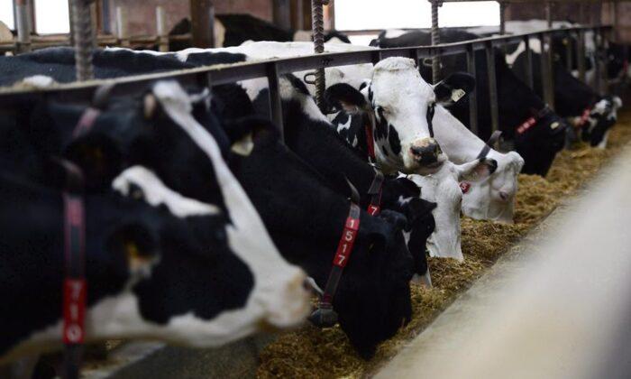 U.S. Amping up Dispute With Canada Over Allowed Exports of American Dairy Products