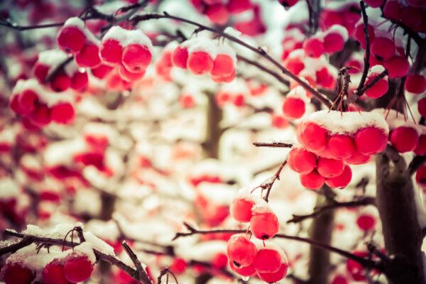 “About the woodlands I will go / To see the cherry hung with snow” from A.E. Housman’s poem “Loviest of Trees” (Muhammed Zubair/Shutterstock)