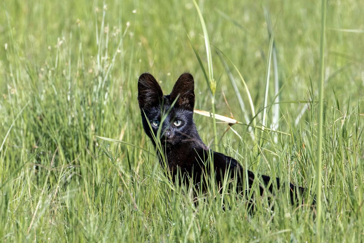 The melanistic serval peers at the camera through the tall grass. (Caters News)