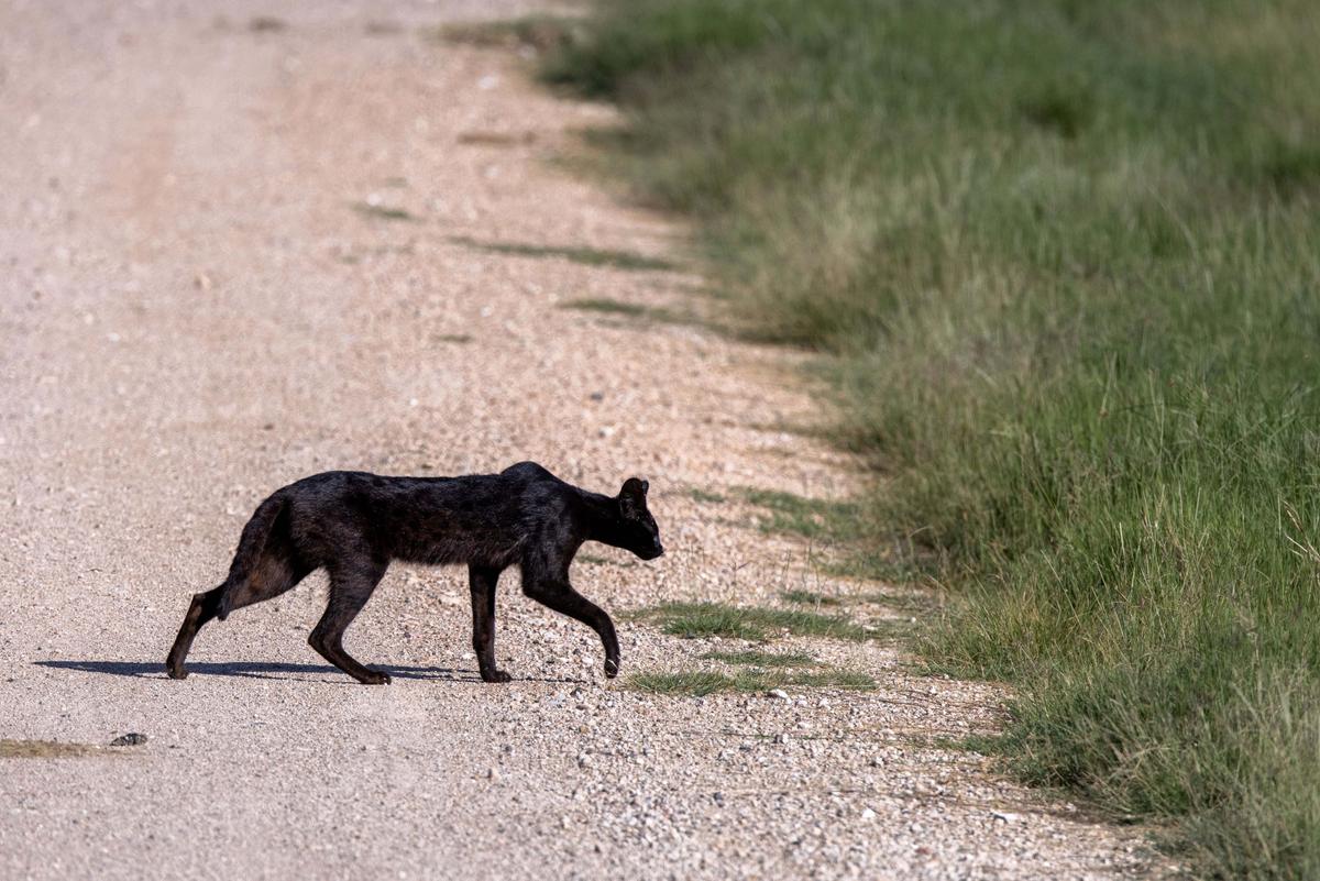 The black serval walked onto a road, presenting Kori with a perfect photo opportunity. (Caters News)