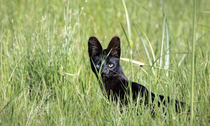 Safari-Goer Spots Incredibly Rare Melanistic Serval Wildcat, and the Photos Are Amazing