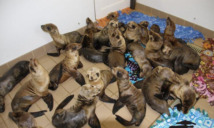 Pacific Marine Mammal Center Celebrates 50 Years of Caring for Sea Life