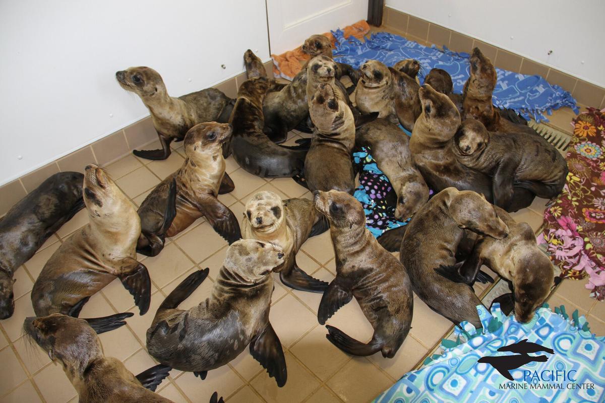 Pacific Marine Mammal Center Celebrates 50 Years of Caring for Sea Life