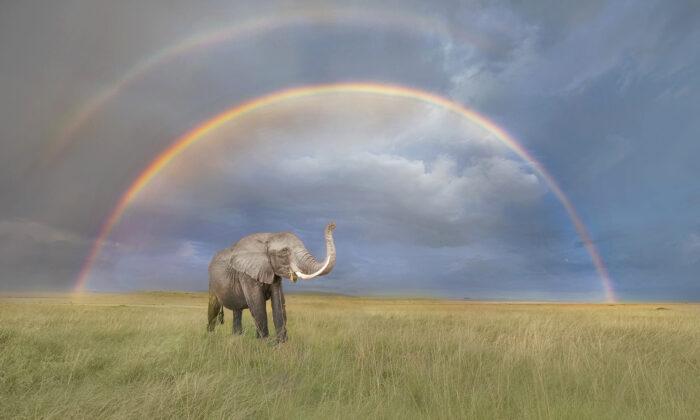 Wildlife Photographer Captures a Beautiful Image of an Elephant in Front of a Double Rainbow
