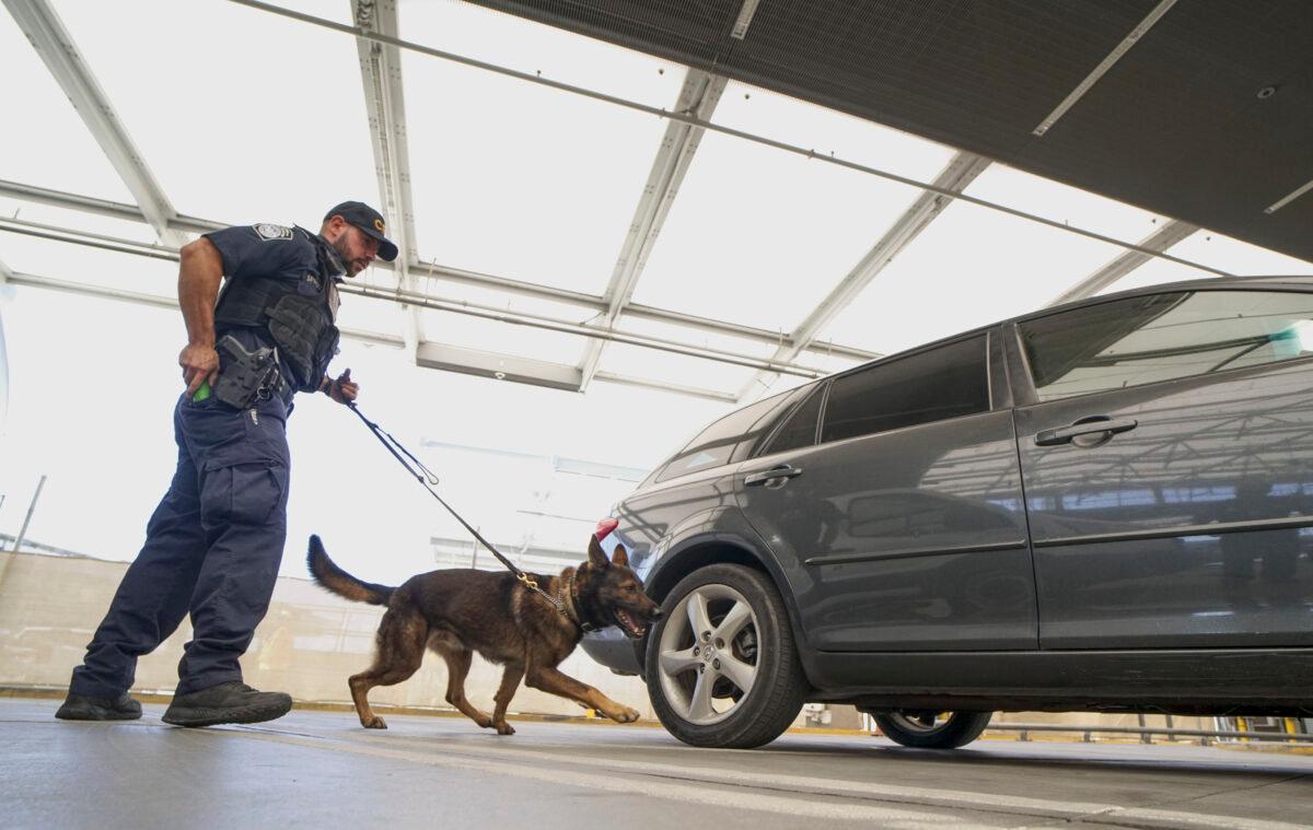 An Immigration and Customs Enforcement (ICE) agent checks automobiles for contraband in San Ysidro, Calif., on Oct. 2, 2019. (Sandy Huffaker/AFP via Getty Images)