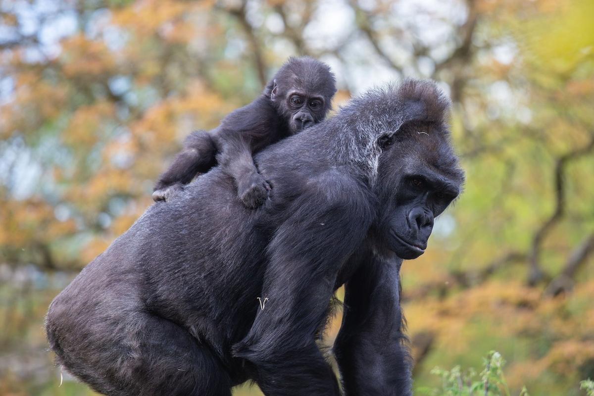 Hasani with his surrogate mom, Kera. (Courtesy of Jordan Jones/<a href="https://bristolzoo.org.uk/">Bristol Zoo Gardens</a>)