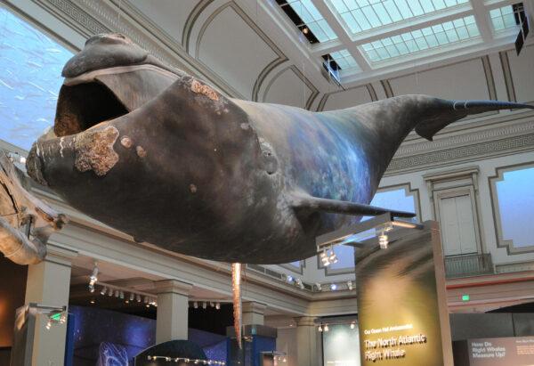A full-scale model of Phoenix, a North Atlantic Right Whale, is seen on display at the Sant Ocean Hall at the Smithsonian National Museum of Natural HIstory during a press preview in Washington, on Sept. 24, 2008. (Karen Bleier/AFP via Getty Images)