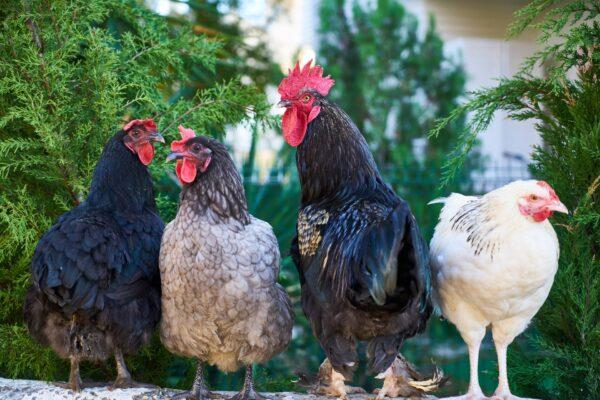 Raising backyard chickens became a top pandemic hobby, but the health of all types of breeds depends on learning what is safe to feed them. (Engin Akyurt/Pexels)