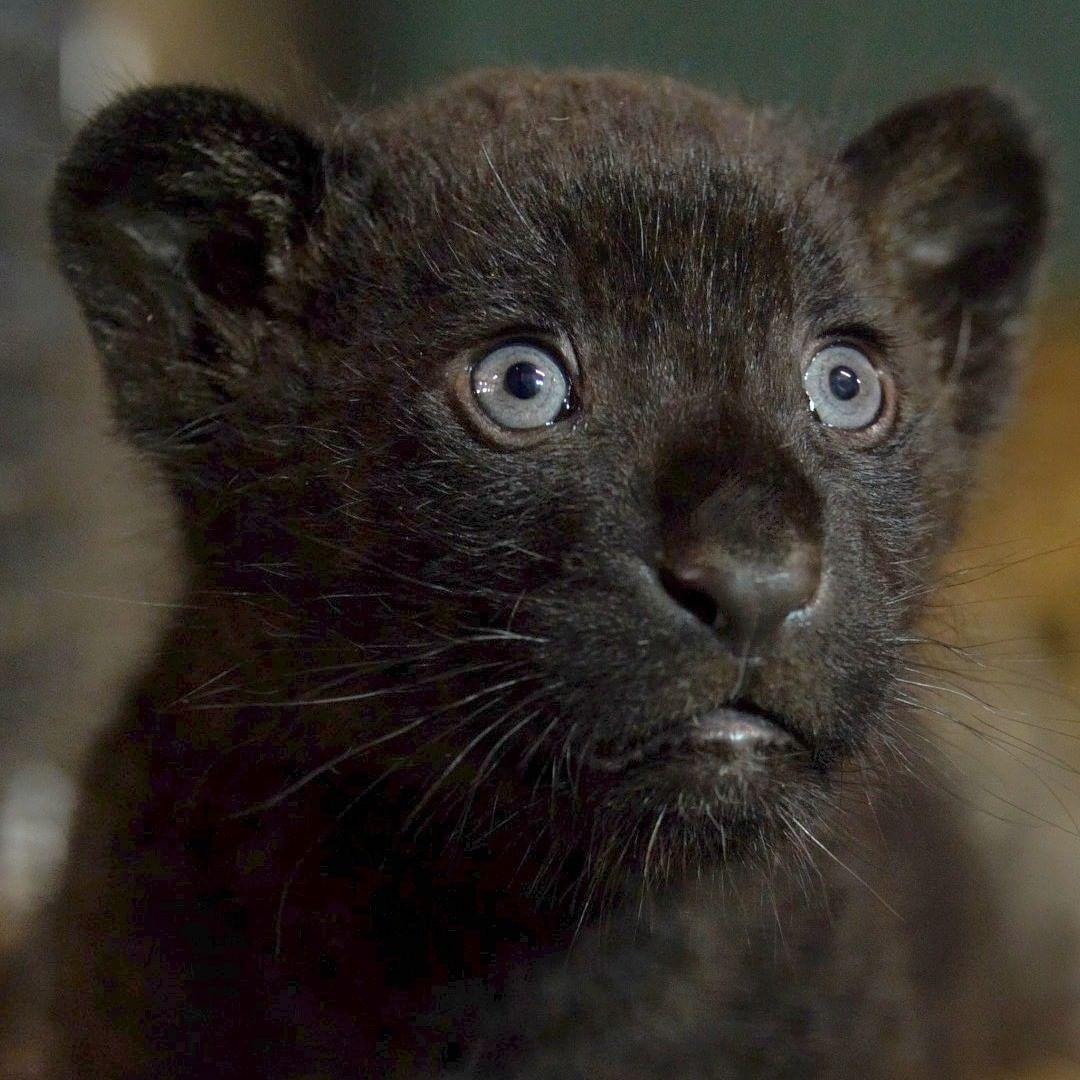 A rare jaguar cub born at The Big Cat Sanctuary. (Courtesy of <a href="https://www.facebook.com/TheBigCatSanctuary">The Big Cat Sanctuary</a>)