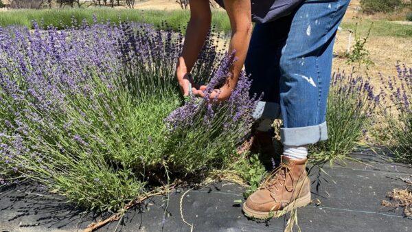Alexis Koefoed demonstrates how to cut lavender at Soul Food Farm in Vacaville, Calif., on May 25, 2021. (Ilene Eng/The Epoch Times)