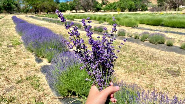 A bouquet of Imperial Gem lavender at Soul Food Farm in Vacaville, Calif., on May 25, 2021. (Ilene Eng/The Epoch Times)