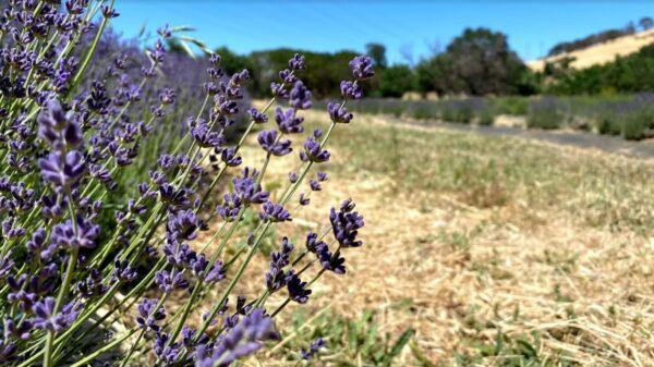 Imperial Gem lavender in full bloom at Soul Food Farm in Vacaville, Calif., on May 25, 2021. (Ilene Eng/The Epoch Times)
