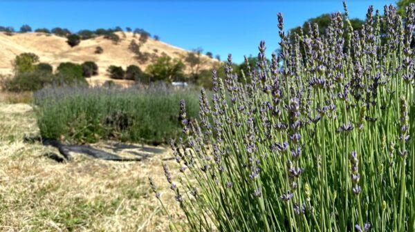 Lavender for essential oils grows at Soul Food Farm in Vacaville, Calif., on May 25, 2021. (Ilene Eng/The Epoch Times)