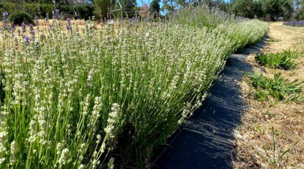 White lavender blooms at Soul Food Farm in Vacaville, Calif., on May 25, 2021. (Ilene Eng/The Epoch Times)