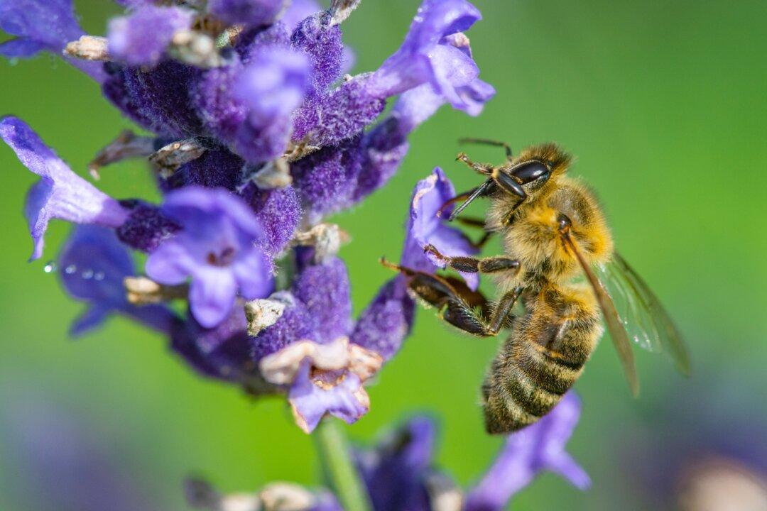 Top 10 Reasons to Eat Organic