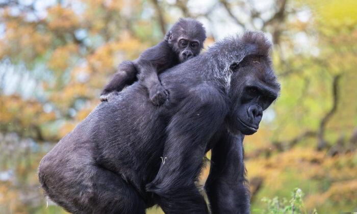 Hand-Reared Baby Gorilla Gets Surrogate Mom After Birth Mother Struggles to Care For Him