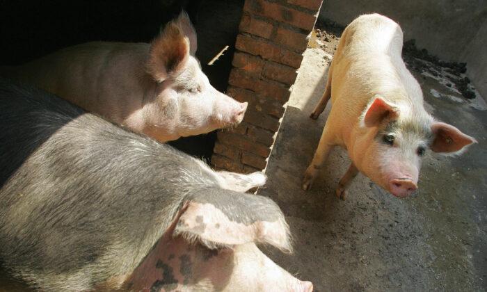 China’s Pig Farmers Brave Slumping Pork Prices, Possible Shutdown