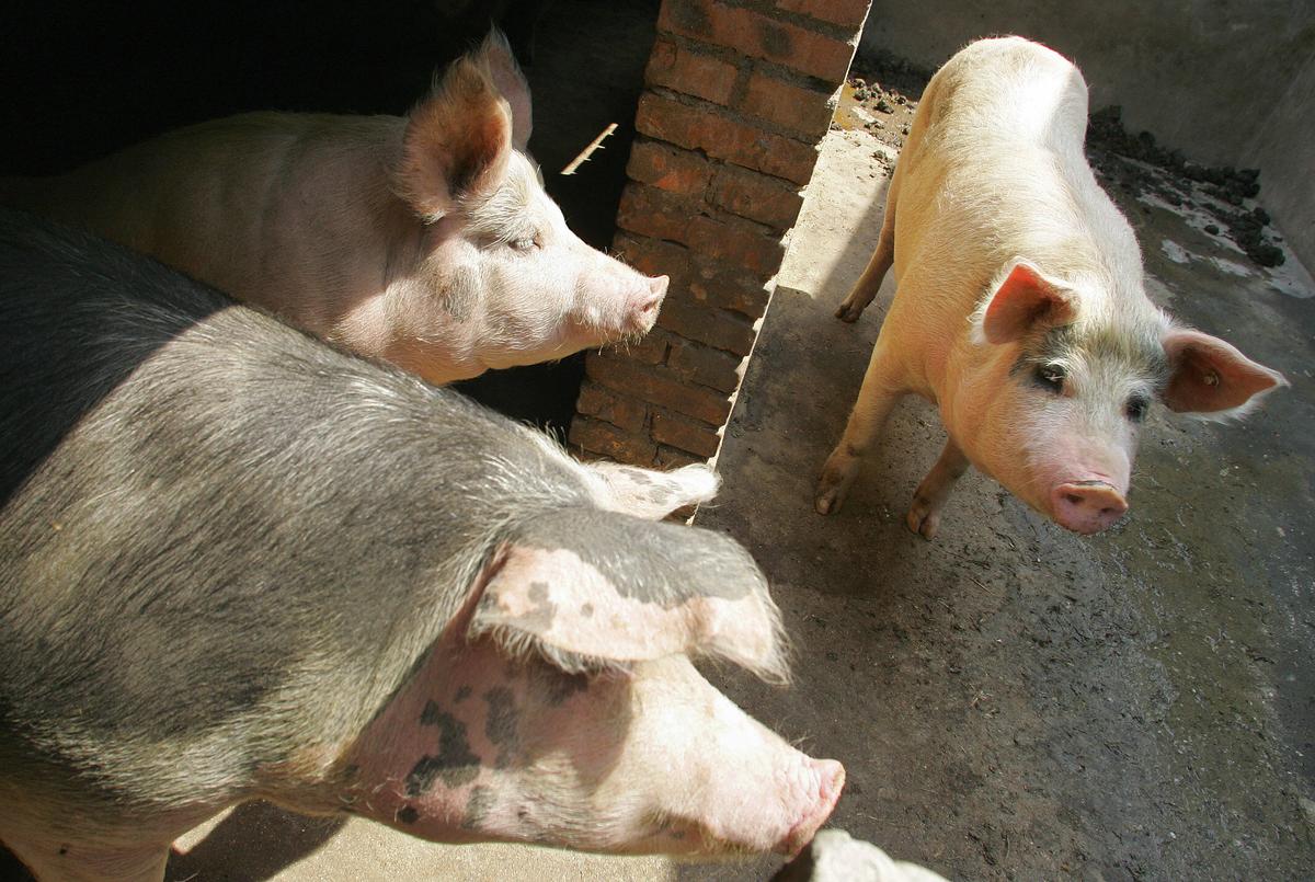 China’s Pig Farmers Brave Slumping Pork Prices, Possible Shutdown