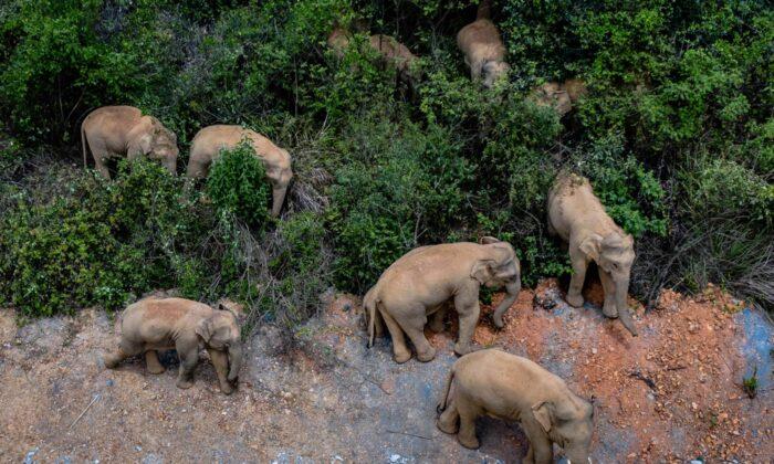 China Tries to Keep Elephant Herd out of City of 7 Million