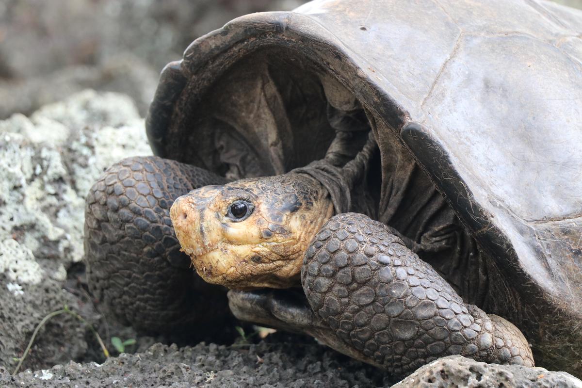 A tortoise of the Chelonoidis phantasticus species, which had been considered extinct more than a century ago, is seen in Santa Cruz, on the Galapagos Islands, Ecuador, April 10, 2019. (Galapagos National Park/Handout via Reuters)