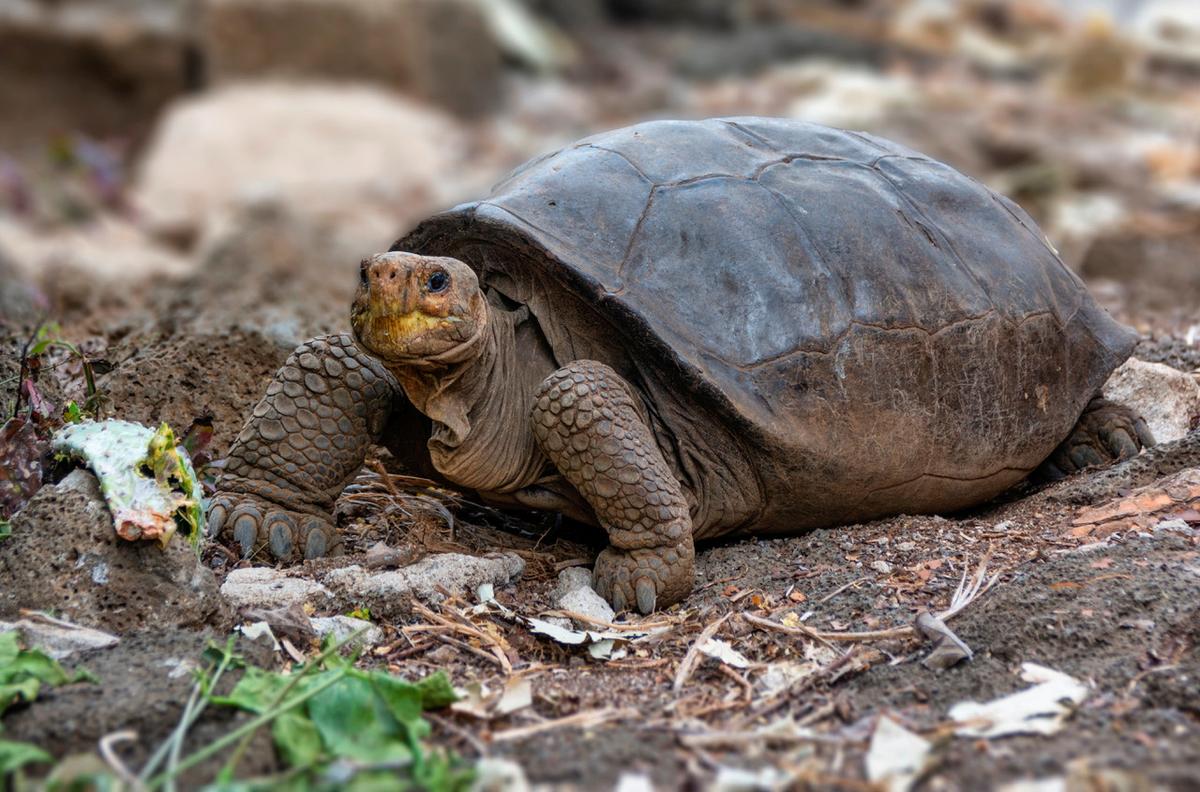 A tortoise of the Chelonoidis phantasticus species, which had been considered extinct more than a century ago, is seen in Santa Cruz, on the Galapagos Islands, Ecuador, July 10, 2019. (Galapagos National Park/Handout via Reuters)