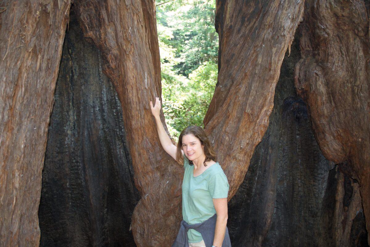 Redwoods that were burned but not destroyed. Redwoods are resistant to fire. (Courtesy of Karen Gough)