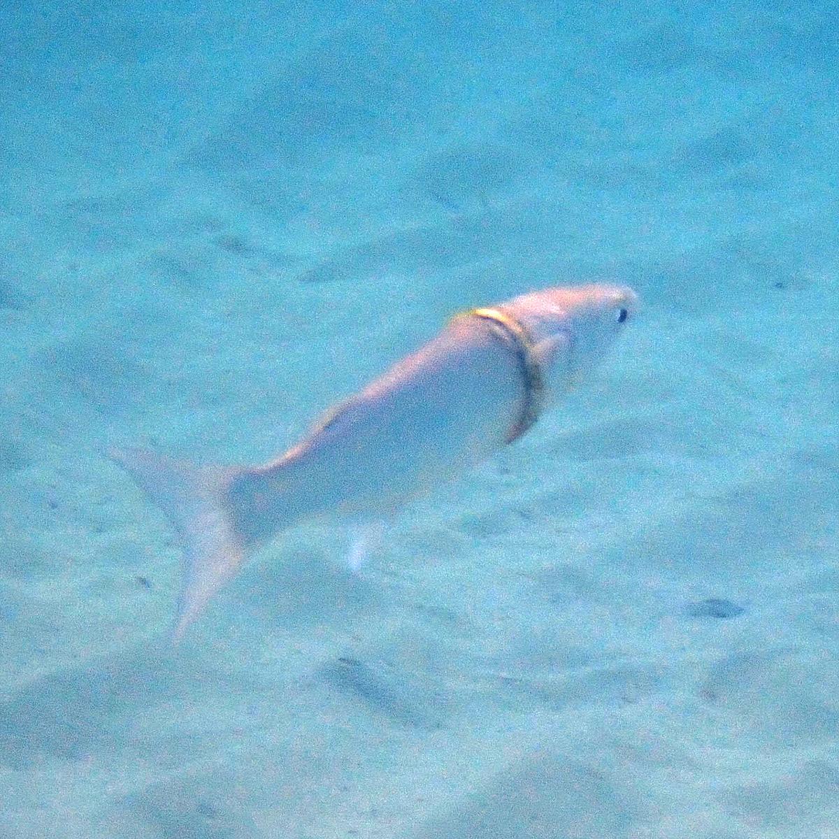A photo of the sand mullet with the wedding band stuck around its body. (Courtesy of <a href="https://www.norfolkislandtime.com/">Norfolk Island Time</a>)