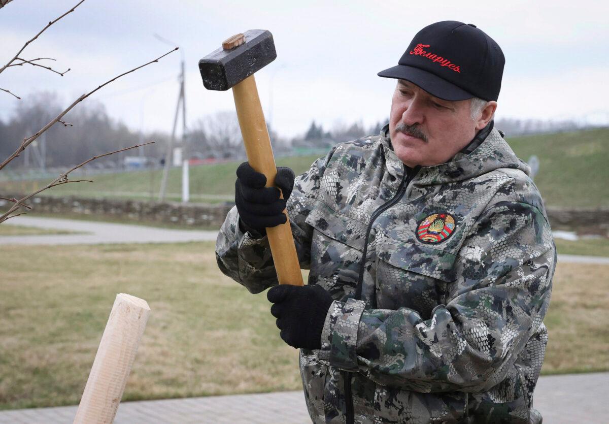 Belarus President Alexander Lukashenko plants young trees during a subbotnik, a Soviet-style Clean-up Day, in the village of Alexandria, Belarus, on April 17, 2021. (Maxim Guchek/BelTA Pool Photo via AP)
