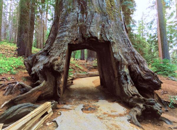 A sequoia walking tunnel in Merced Grove, near Crane Flat.