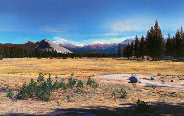 Golden Tuolumne Meadows are filled with wildflowers during spring and summer months in Yosemite’s high country.