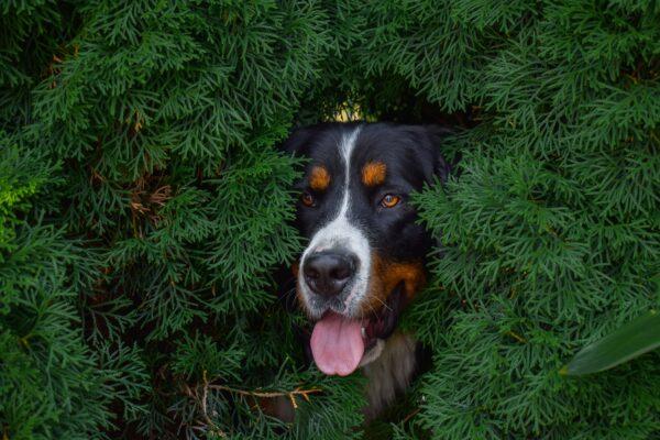 Dog peeking thru shrubs. (Dagmar Klauzova/Unsplash)
