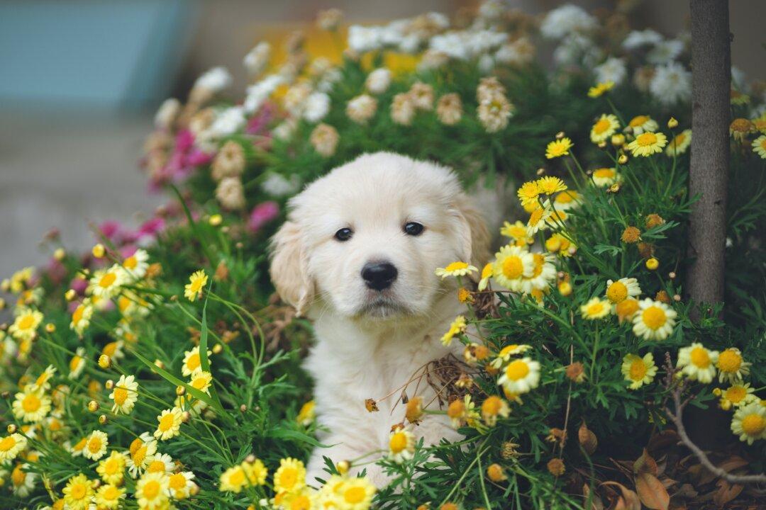 Beware of backyard pet dangers