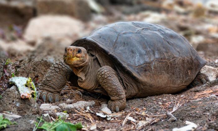 Giant Tortoise Considered Extinct 100 Years Ago is Found Still in Existence in Ecuador