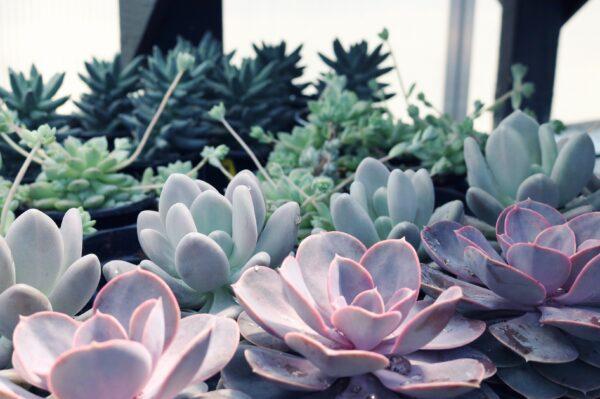 Succulents are a great choice for indoor spaces as they require little attention, and are very hearty. (Madison Inouye/Pexels)