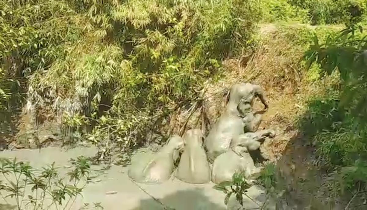 Elephants Escape Burma Mud Pit to Cheers From Villagers Who Helped