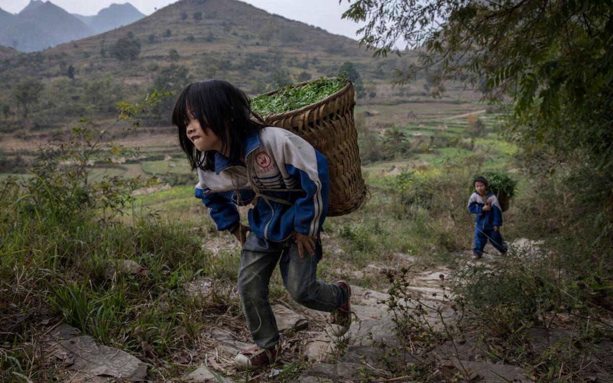 'Left behind' children Luo Hongni, 11 (L), and brother Luo Gan, 10, carry grass to be used as feed while doing chores in the fields in Anshun, China, on Dec. 18, 2016. (Kevin Frayer/Getty Images)