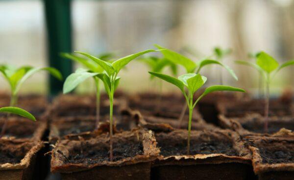 Growing plants from seeds is an easy way to diversify your garden. (J Garget/Pixabay)