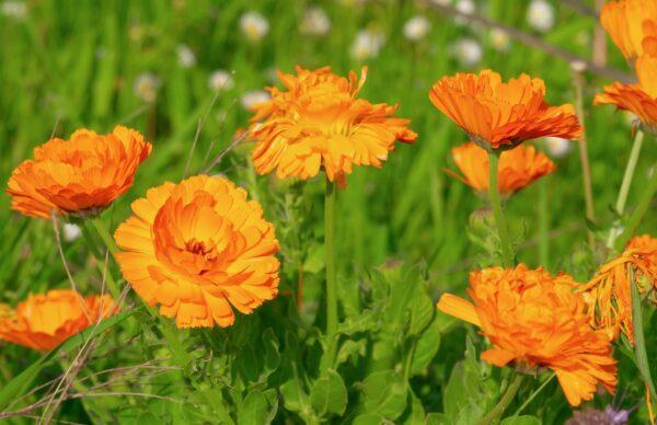 Marigolds are very low maintenance flowers that add a pop of color to any garden. (Couleur/Pixabay)