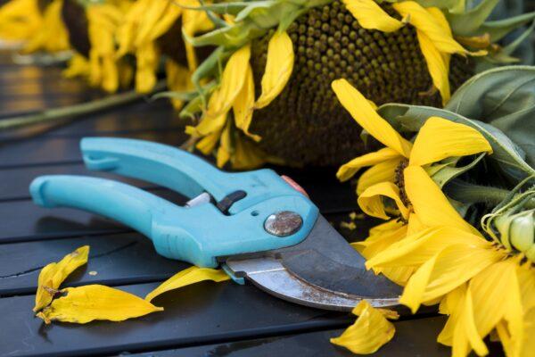 Small pruning shears make easy work of deadheading flowers. (Bruno Germany/Pixabay)