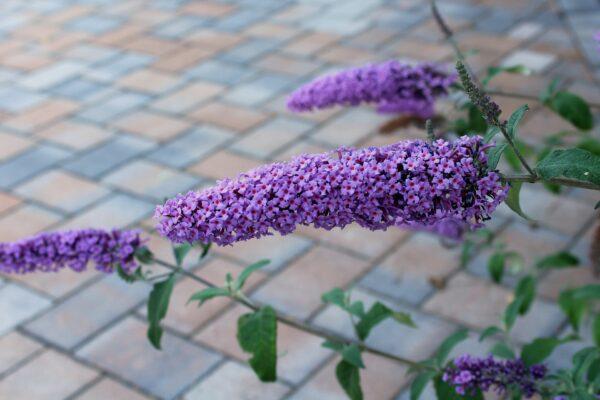 Butterfly bush is beautiful and easy to propagate from cuttings. (Alicja/Pixabay)