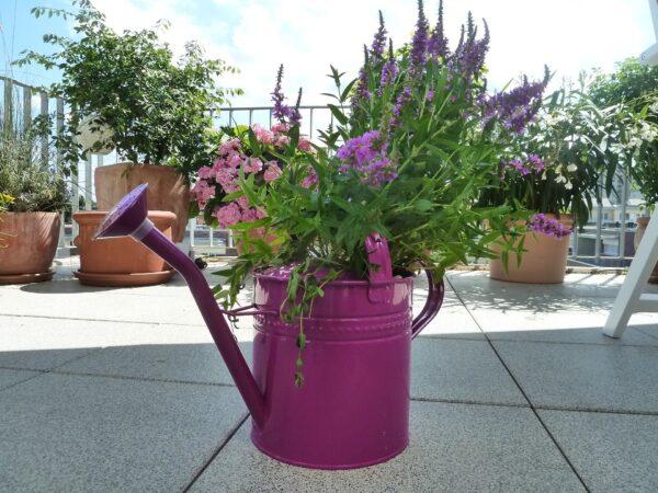 Watering cans even make stylish vases and planters. (43965 from Pixabay)