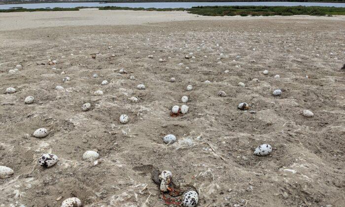 Estuary Drone Crash Leaves Thousands of Eggs Abandoned