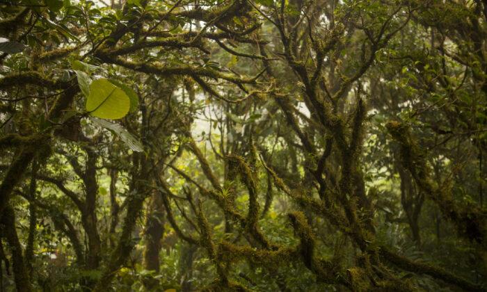 Monteverde Cloud Forest Is the Star of a Costa Rican Tour