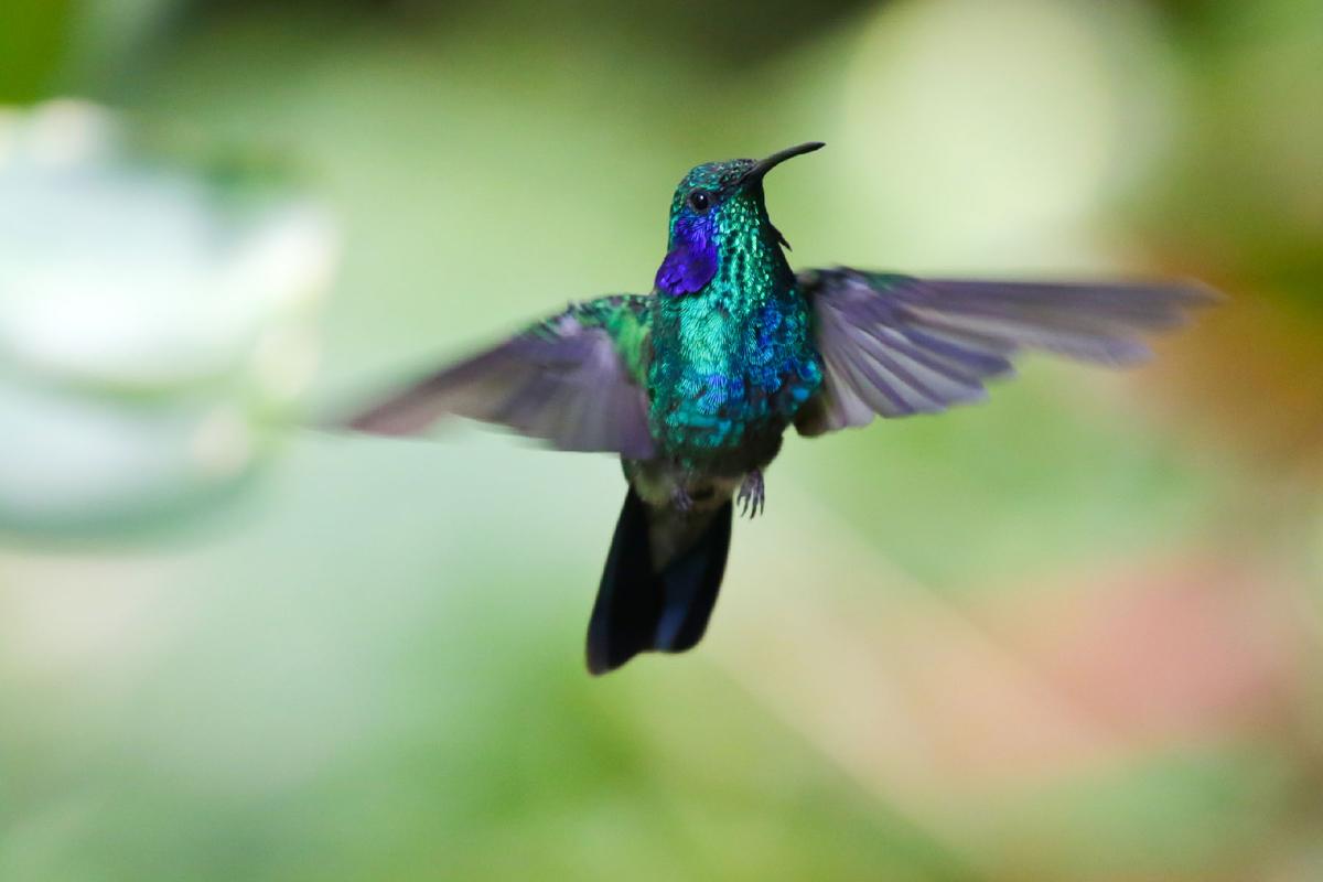 A hummingbird sanctuary provides one example of the number and variety of birds and animals in Costa Rica's Monteverde Cloud Forest. (Courtesy of Dreamstime)