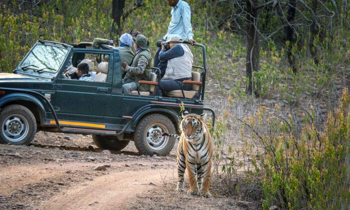 Sneaky Tigress Confidently Walks by Safari Visitors as They Look the Wrong Way