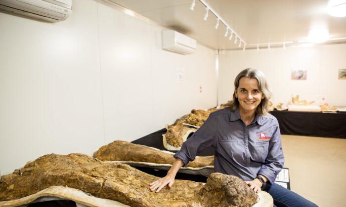Australia’s Largest Dinosaur Discovered in Southwest Queensland