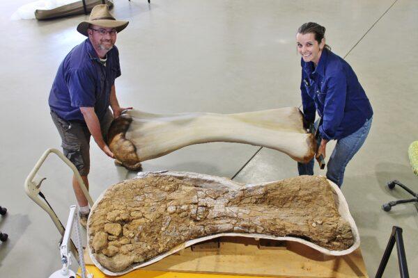 Scott Hocknull and Robyn Mackenzie with the dinosaur skeleton and a model of what it looked like. (Eromanga Natural History Museum)
