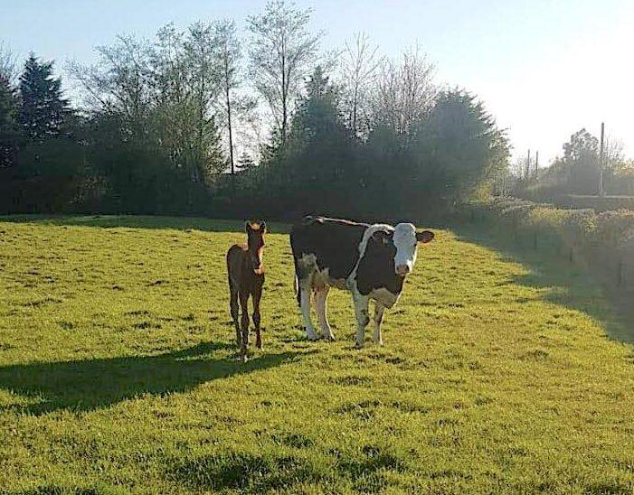 Thomas the foal with his foster mother, Rusty the cow. (Courtesy of <a href="https://www.facebook.com/des.devereux.1">Des Devereux</a>)