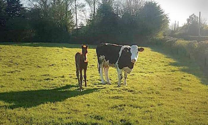 Orphaned Foal ‘Adopted’ by Cow Foster Mom Who Nurses Him as Her Own in Ireland