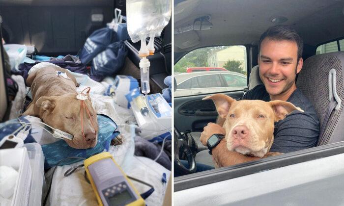Man Finds Pit Bull Stabbed 7 Times Hiding Under His Truck, Gives Her New Forever Home